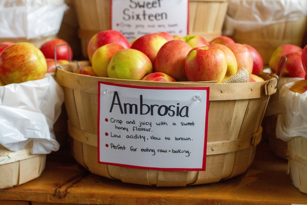 A basket of Ambrosia apples which are a substitute for Fuji apples