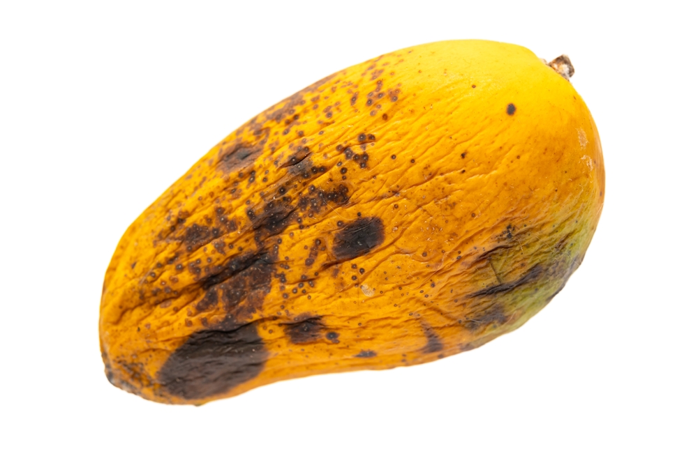 A mango that has gone bad and has started to rot