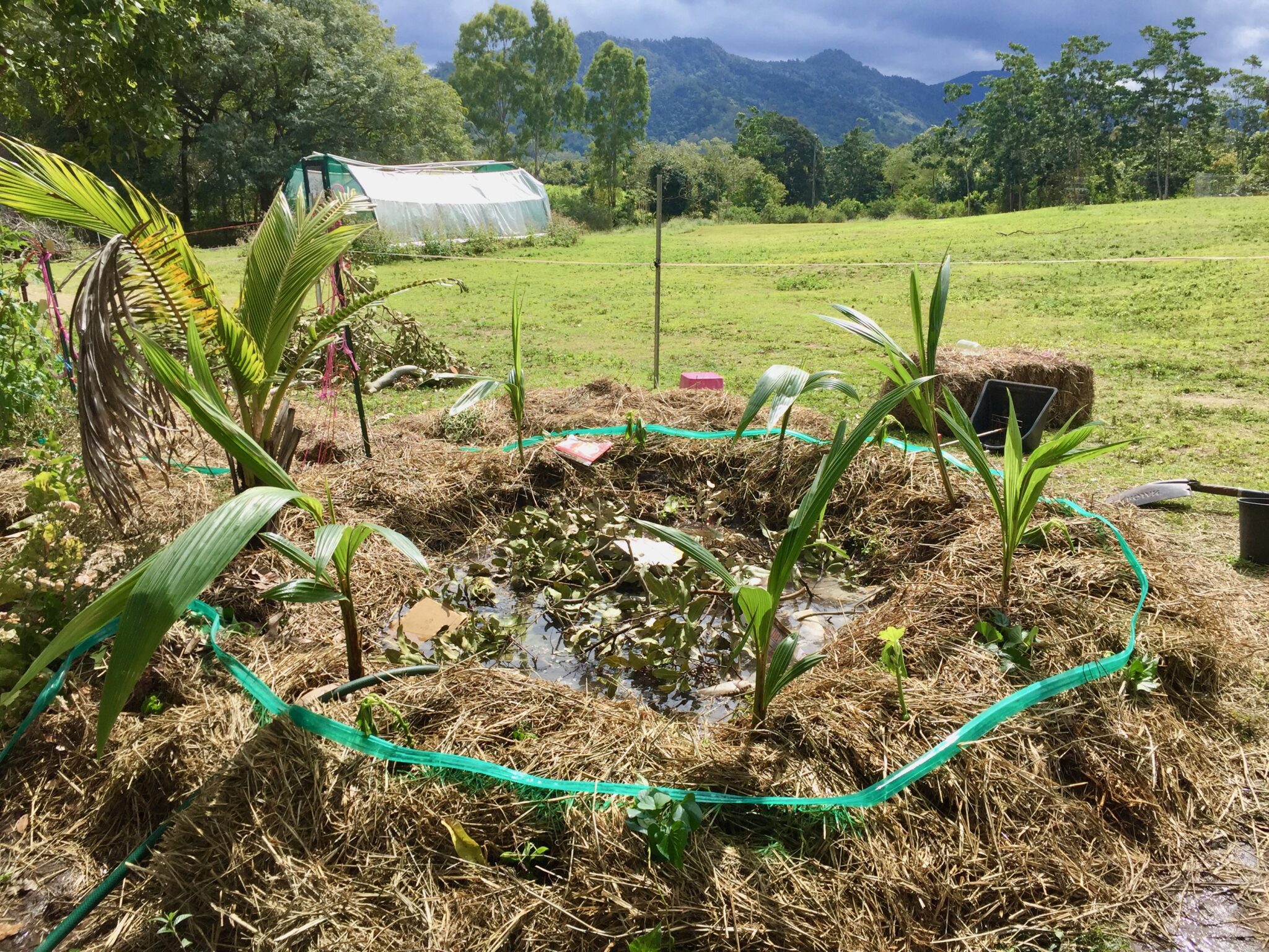 When To Plant Fruit Trees In Alabama