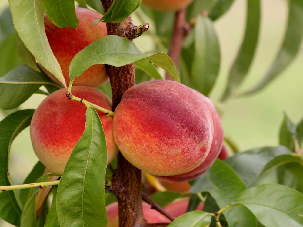 Alabama Grown Peach Fruit