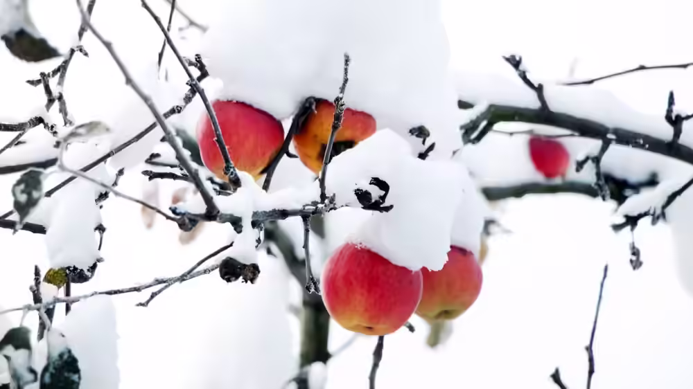 Apple trees in the snow - not the time for fertilizing fruit trees