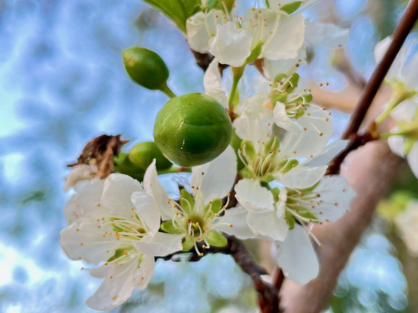 Beautiful plum tree in fruit and flower