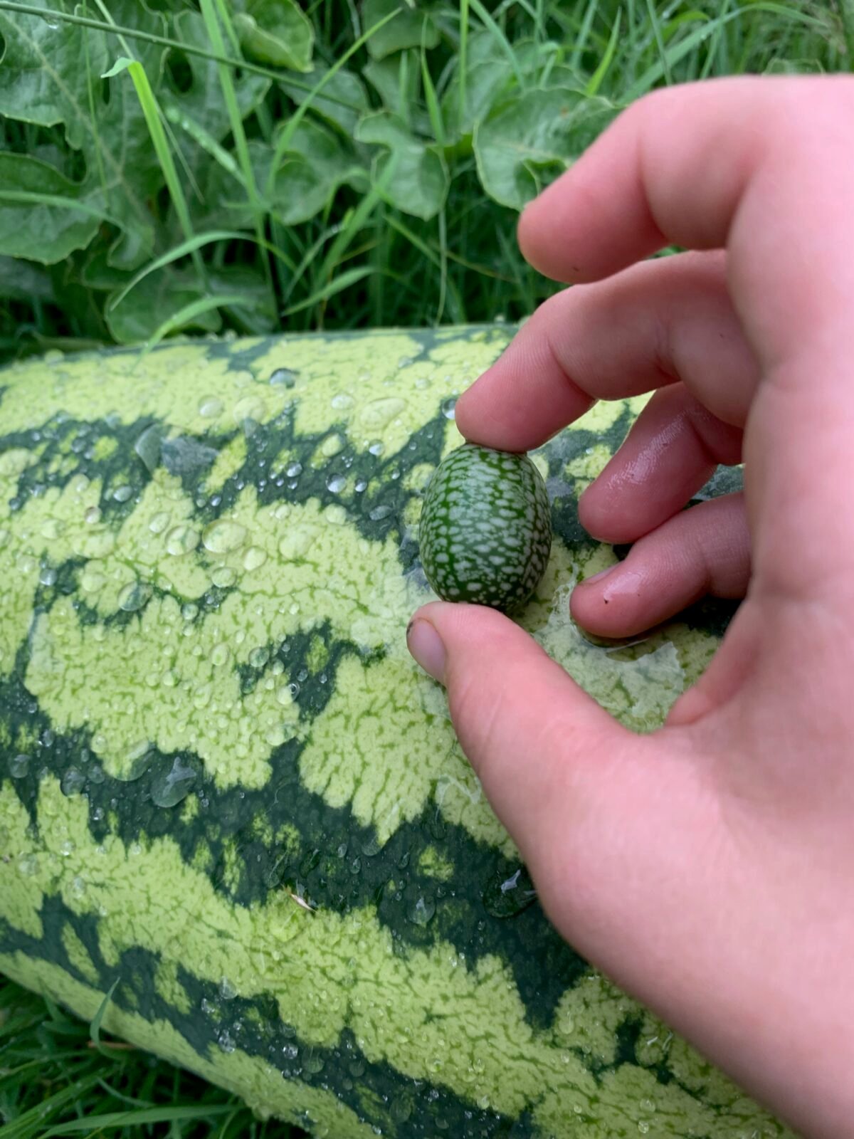 Cucamelon vs normal sized melon
