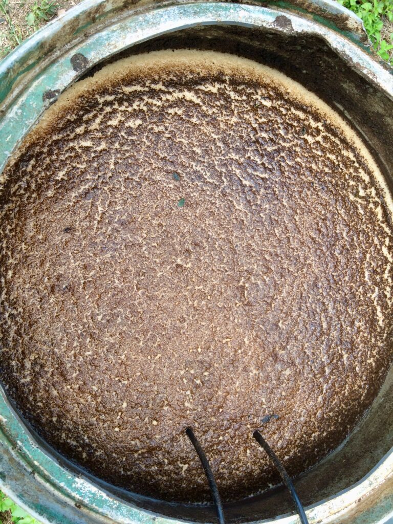 When to fertilize citrus trees in Arizona? Spring is a great start. You can apply this liquid microbe fertilizer any time.