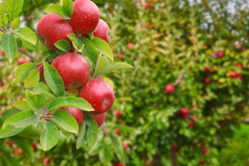 Fuji apples on a tree in California CA
