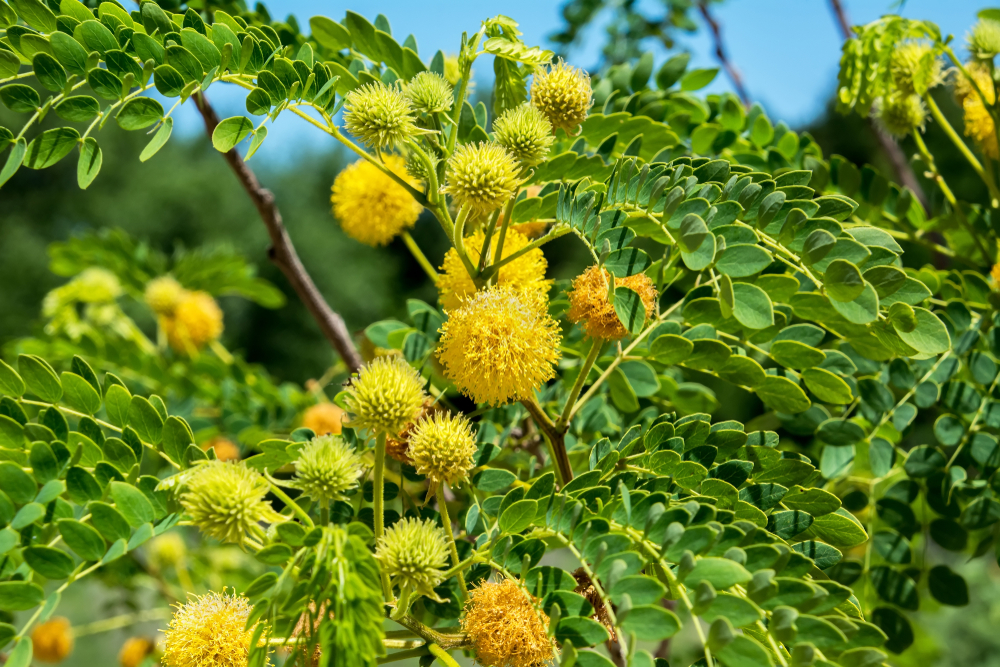 Goldenball leadtree (also known as Littleleaf leadtree, Little leucaena, Lemonball, and Wahoo tree)