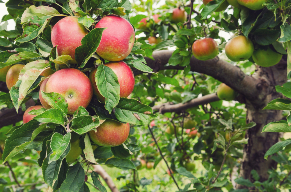 Gorgeous red, ripe honeycrisp apples