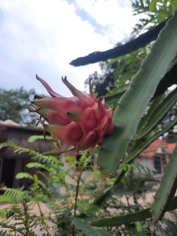 Growing dragon fruit in Arizona AZ