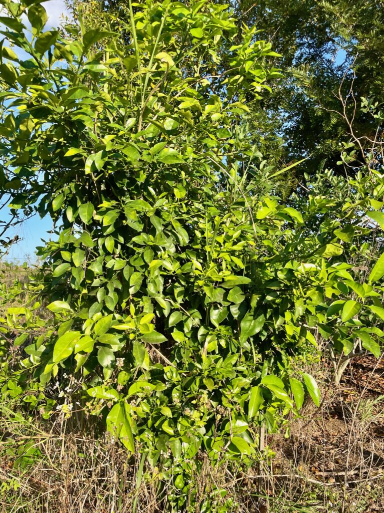 Healthy lush green lemon tree