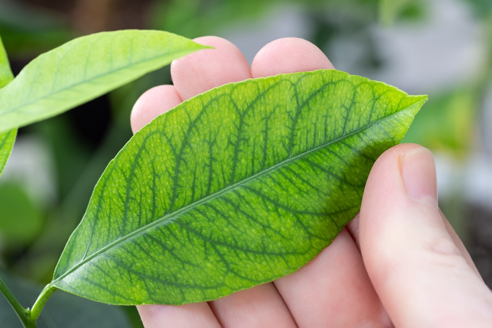 Iron deficiency in citrus trees