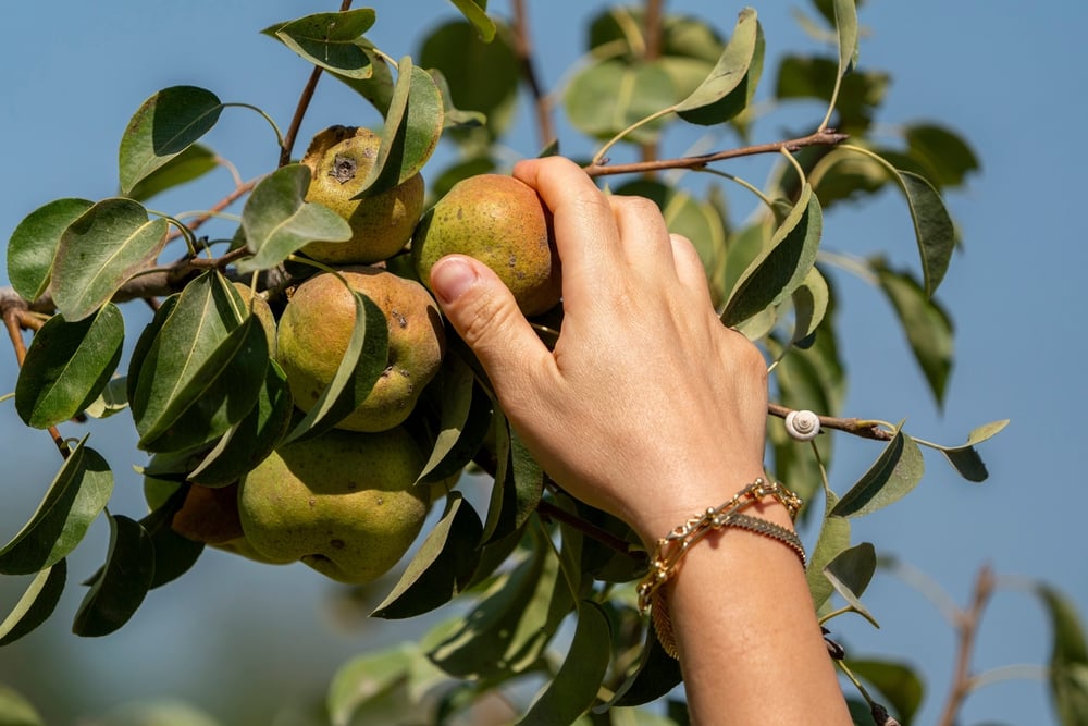 Mature pear tree in fruit