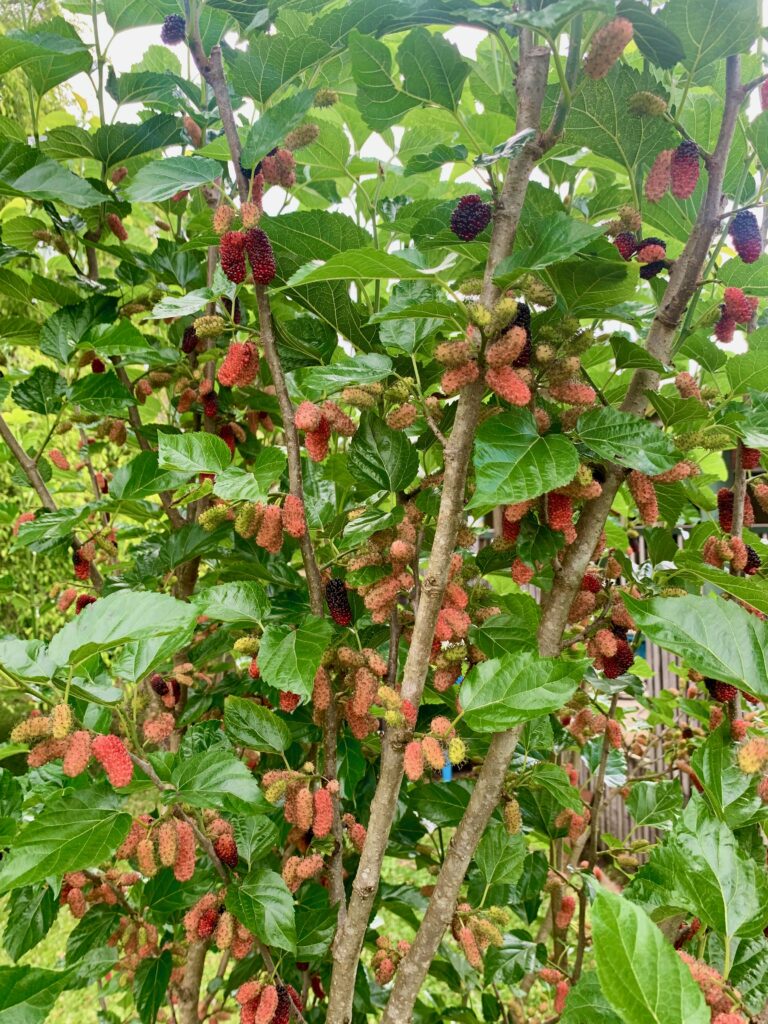 A mulberry tree is one of the best fruit trees to grow in Texas, particularly the Northern regions