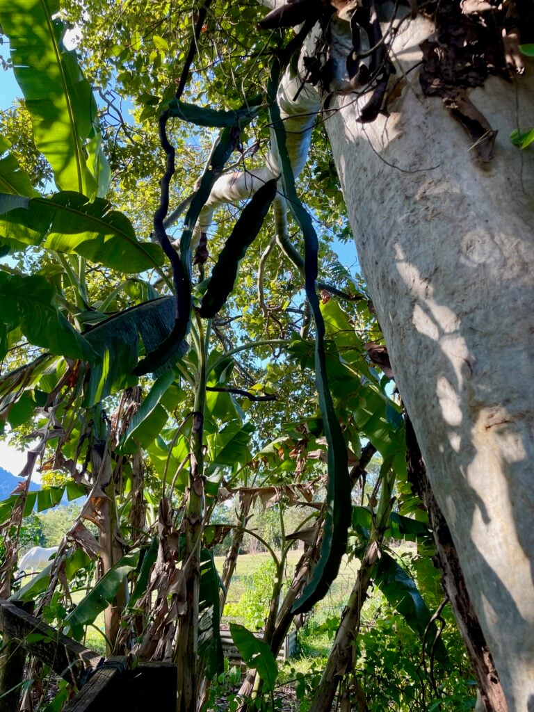 My dragon fruit plant growing on a tree