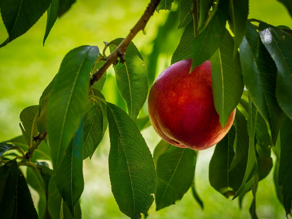 Nectarine fruit on a fruit tree in California's valley climate