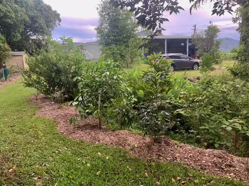 Newly planted fruit trees
