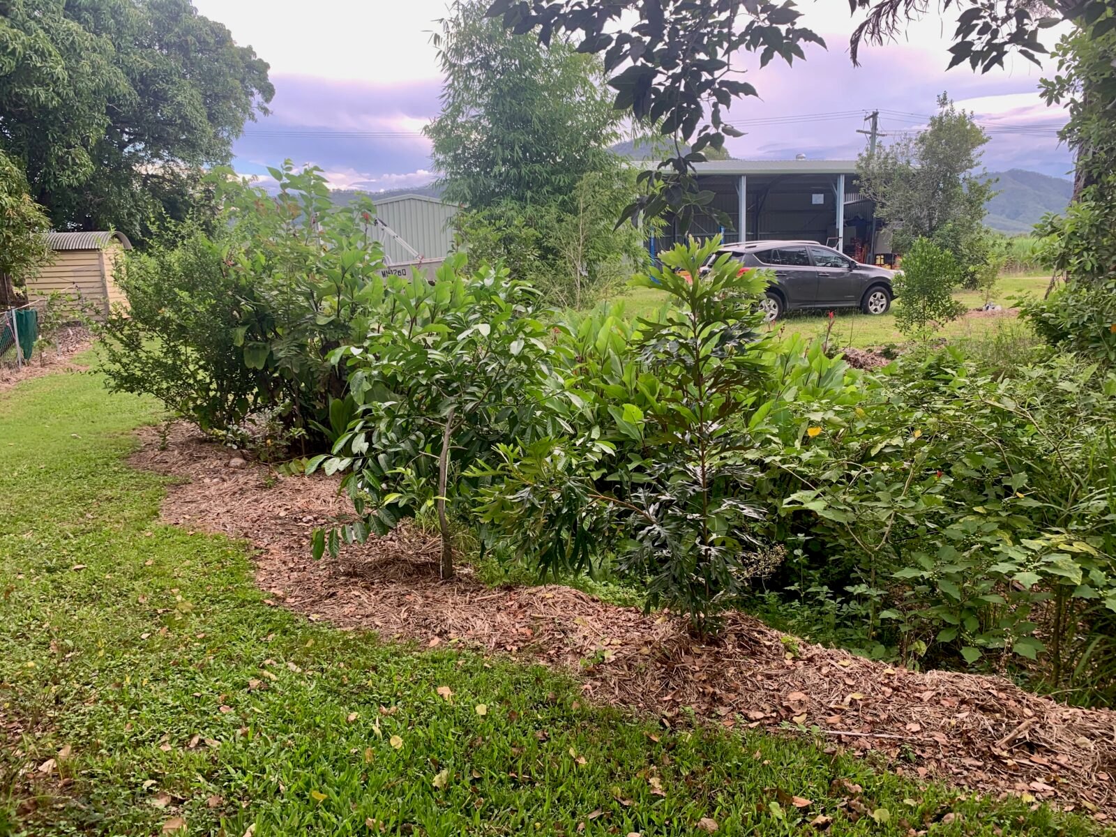when-to-plant-fruit-trees-in-alabama-a-regional-guide-to-get-it-right
