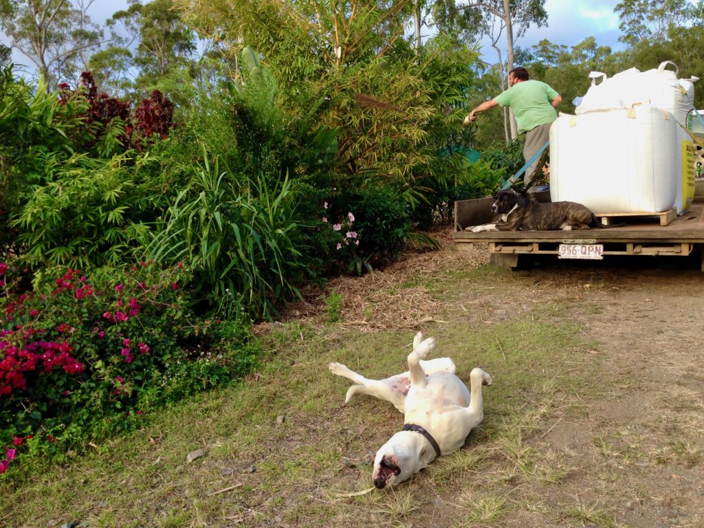 Spring fertilizing is a family affair at our place! Here, we're applying a ton of organic fertilizer, as well as a ton of guano.