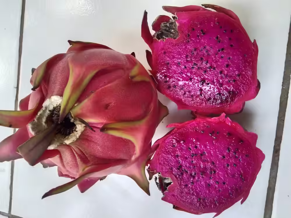 Freshly harvested dragon fruit