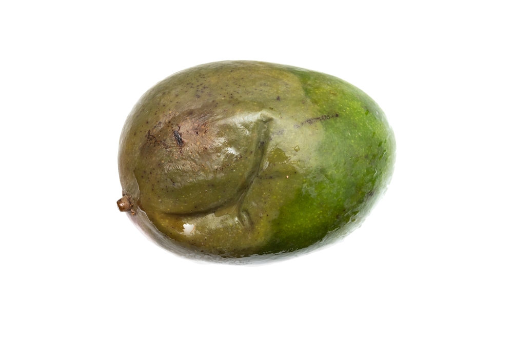 Rotten mango leaking fluids