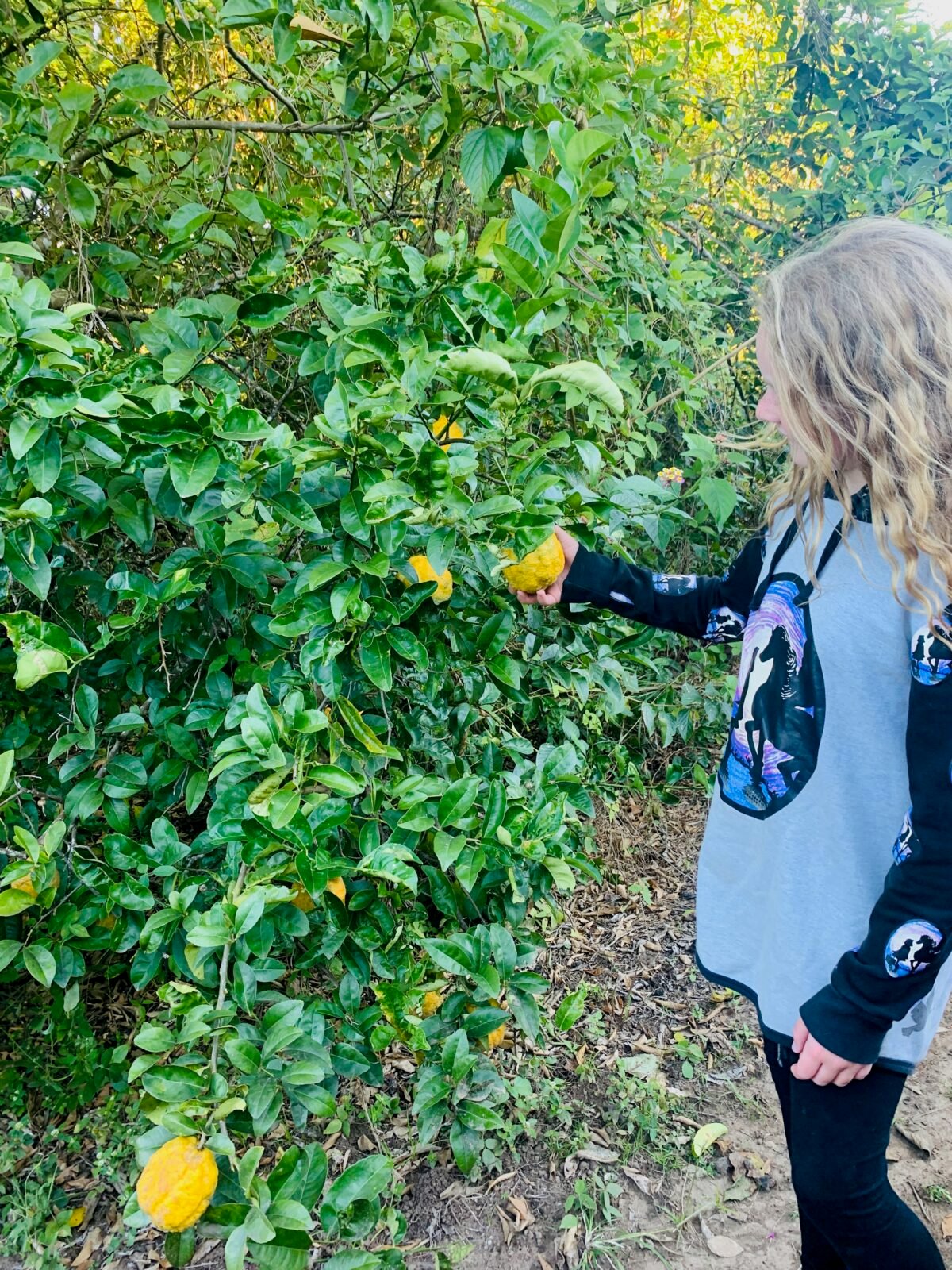 Thriving-citrus-tree-full-of-fruit