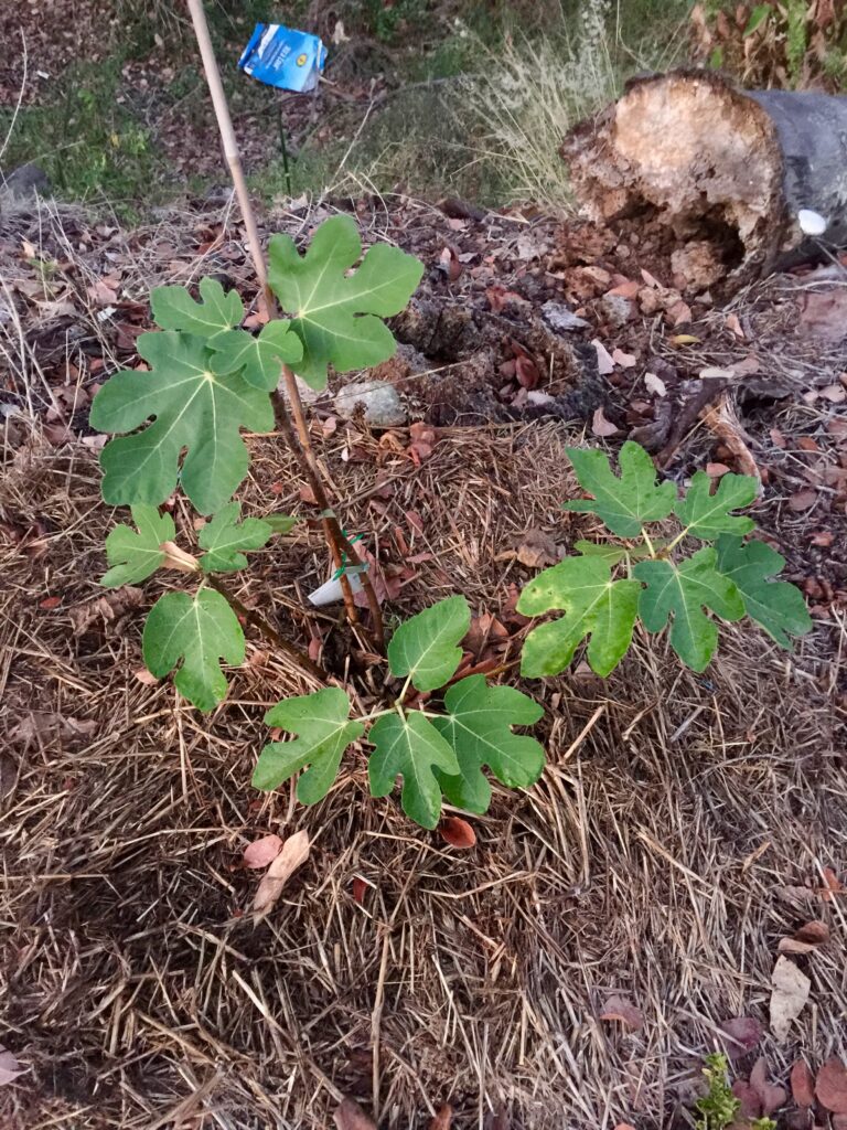 My young fig tree
