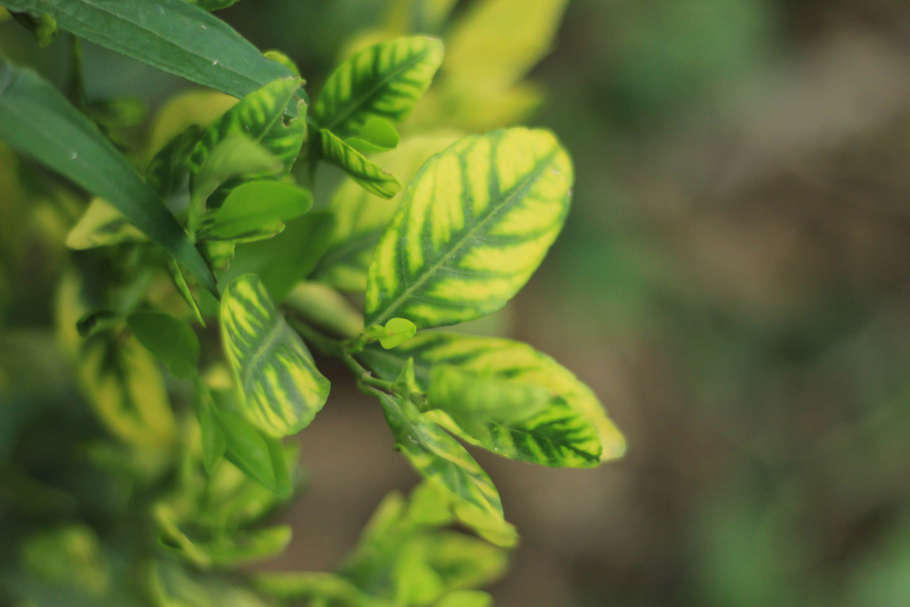 Zinc deficiency citrus