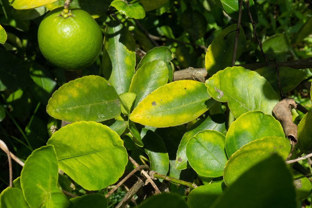 magnesium deficiency in citrus