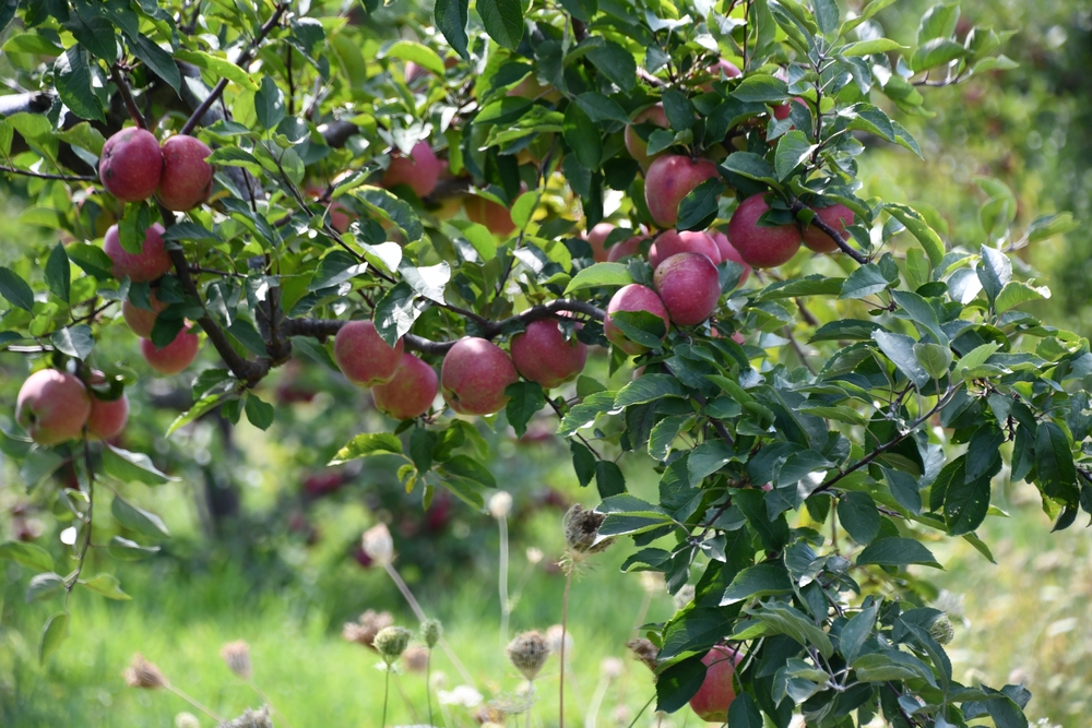 19-best-fruit-trees-to-grow-in-connecticut-ct-guide-fruit-moose