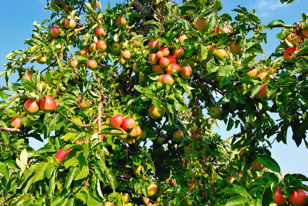 Best fruit trees to grow in connecticut