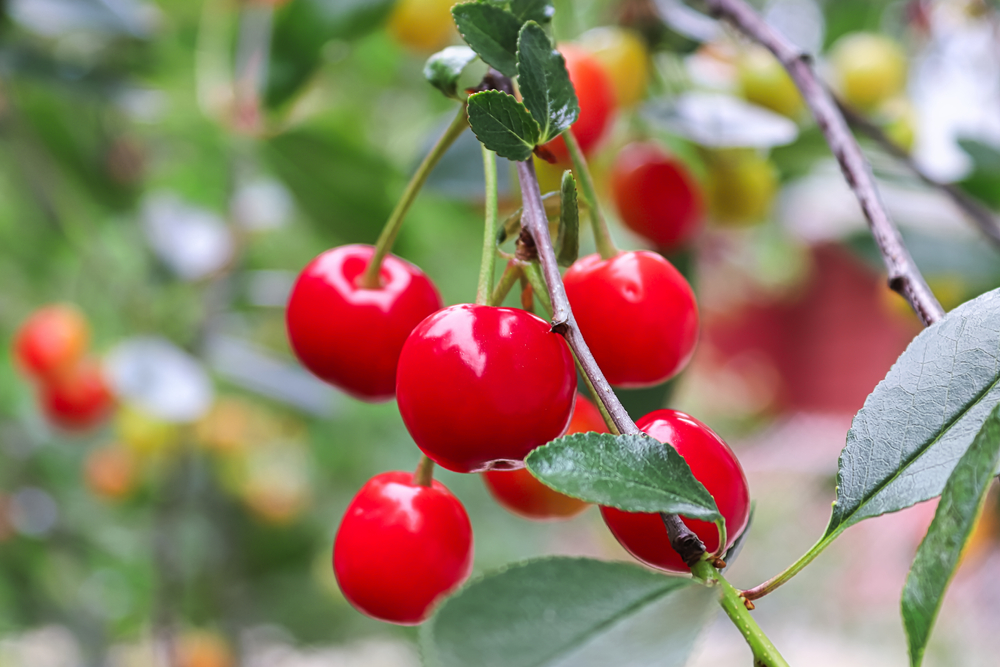 Cherries on a tree Montmorency variety