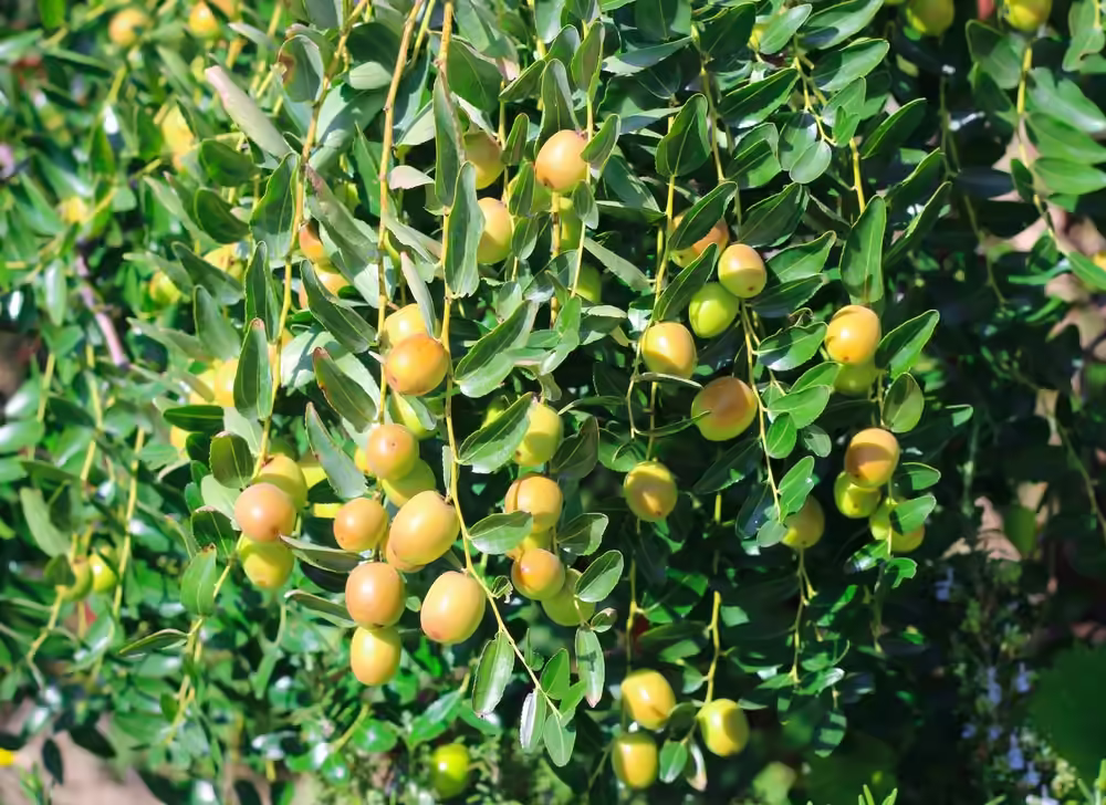 Close up of jujube fruits on branch