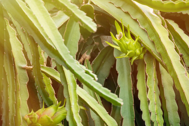 Why Is My Dragon Fruit Plant Turning Yellow? 6 Causes and Solutions