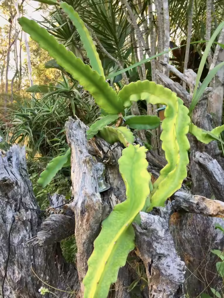 My dragon fruit plant turning yellow