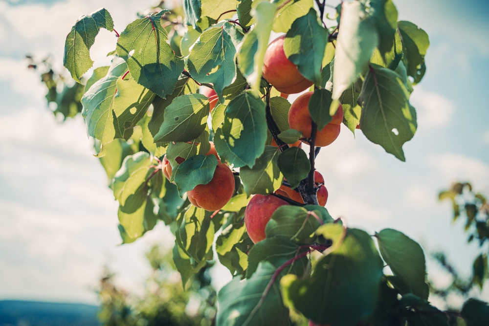 Plum Red Haven