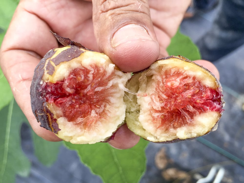 ripe Fig or Ficus Carica named Hardy Chicago