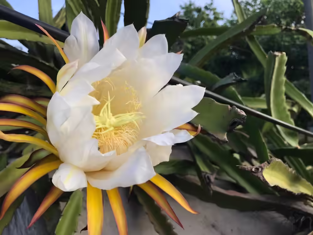 Beautiful white dragon fruit flower