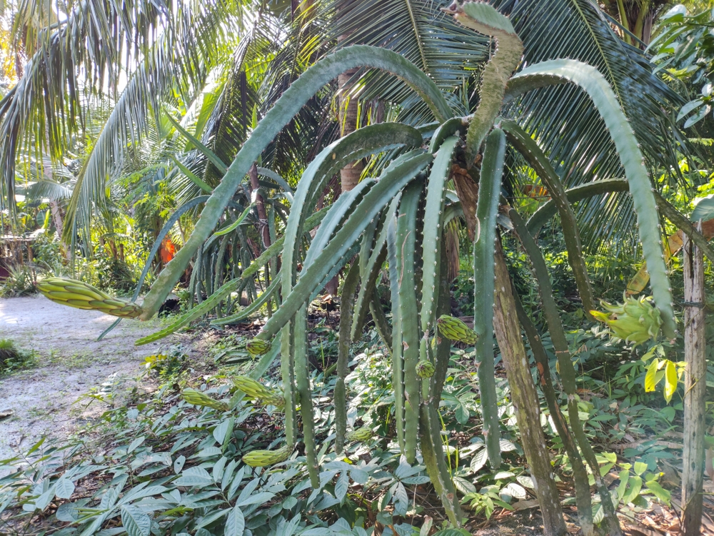 Healthy dragon fruit plant for Georgia