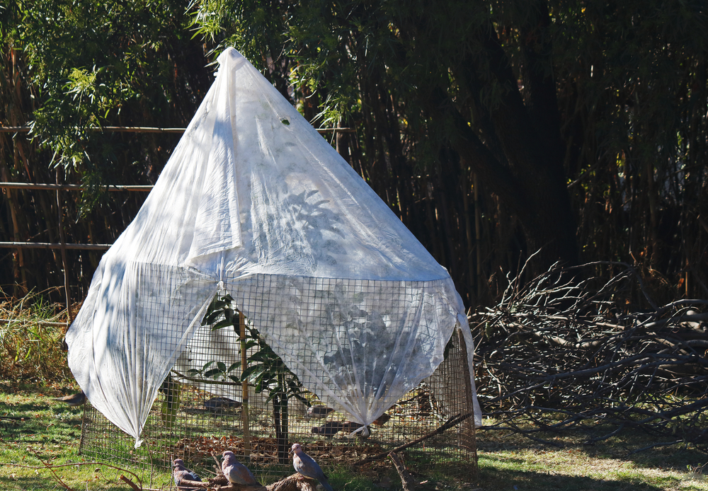 A YOUNG AVOCADO TREE COVERED AGAINST THE COLD