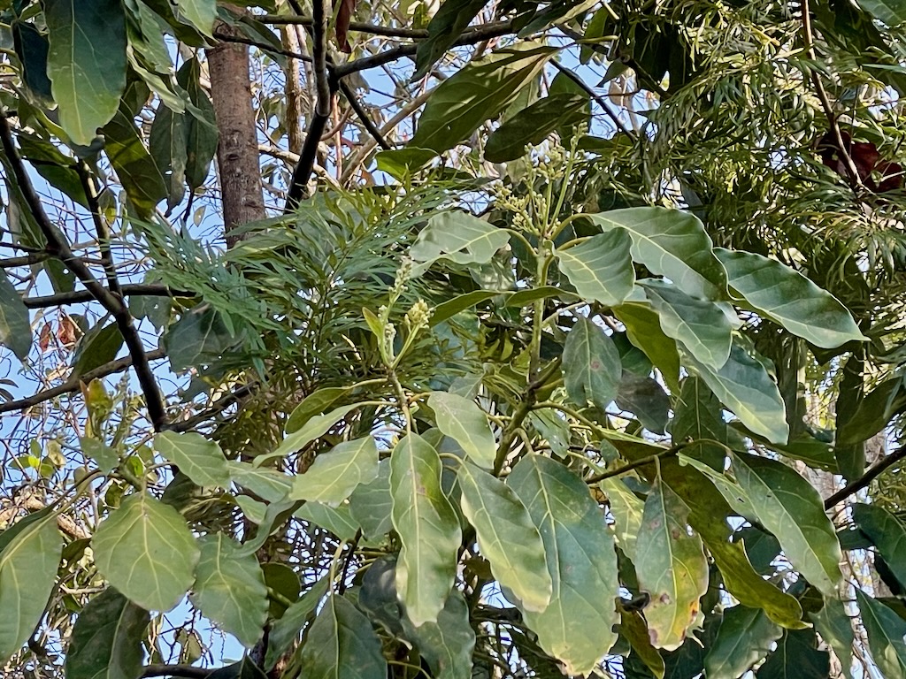 avocado tree in flower