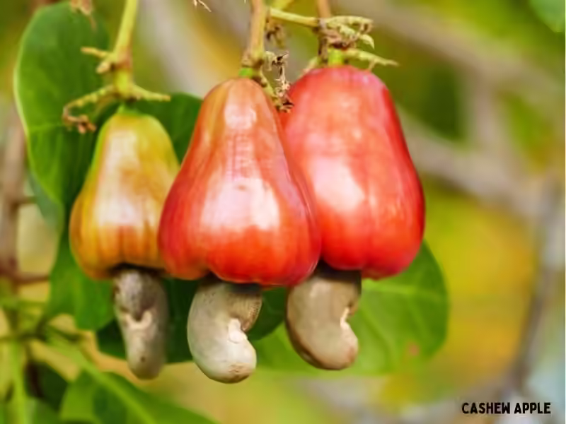 Cashew Fruit