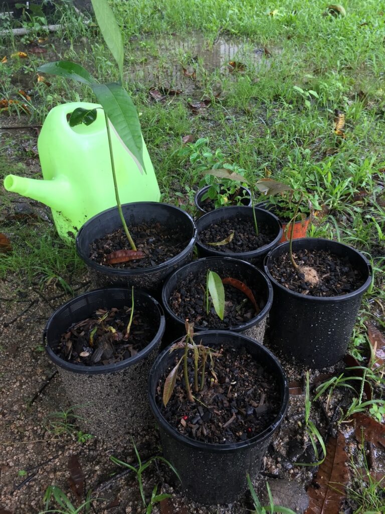 Growing avocado trees in containers can be great, especially in New York, where the climate can be challenging for these typically tropical trees.