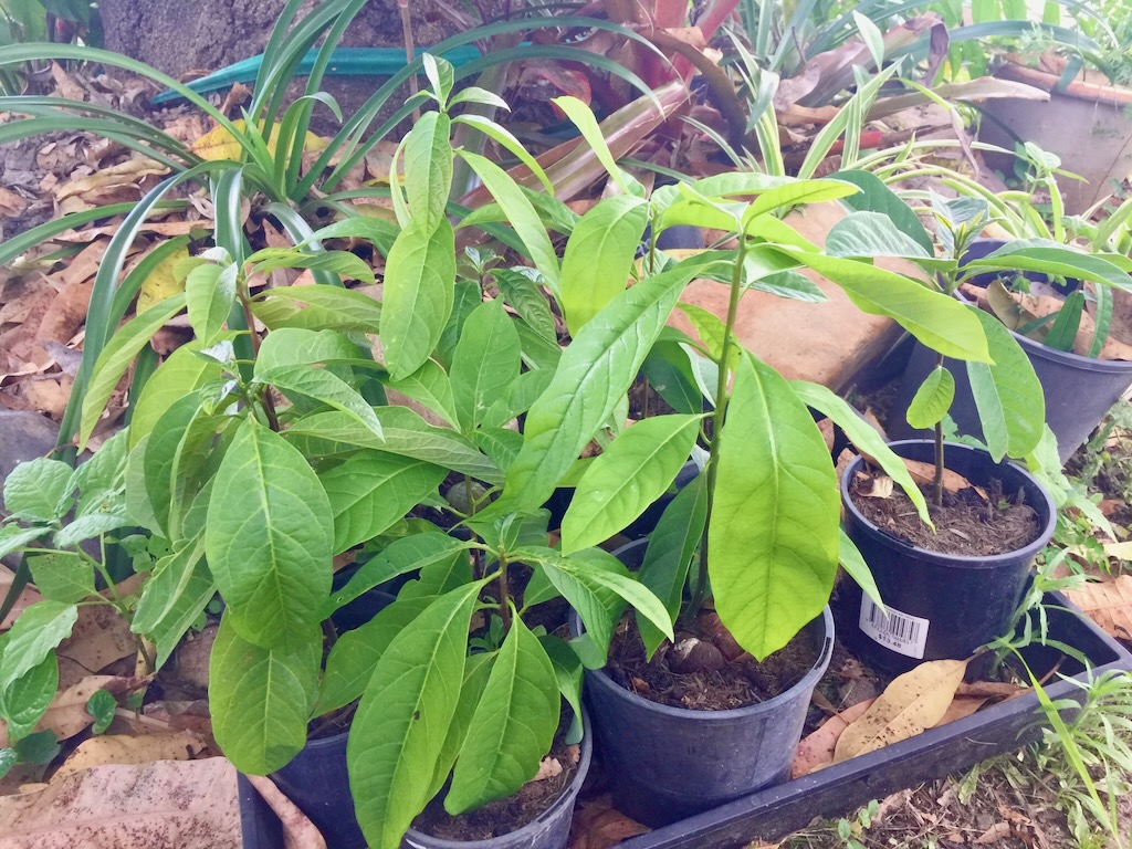 small avocado trees grown from seed